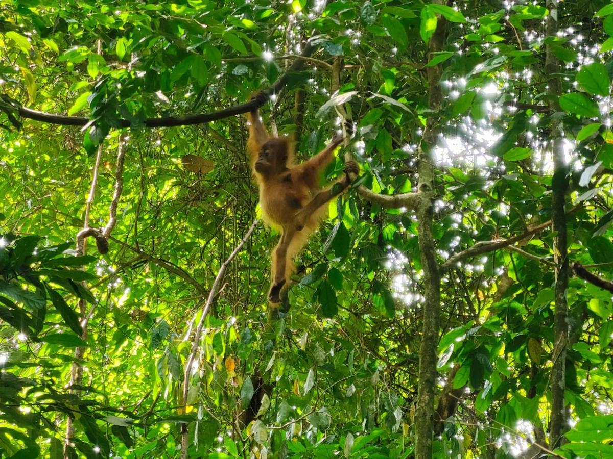 Asim Paris Guesthouse & Jungle Trekking Bukit Lawang Exteriör bild