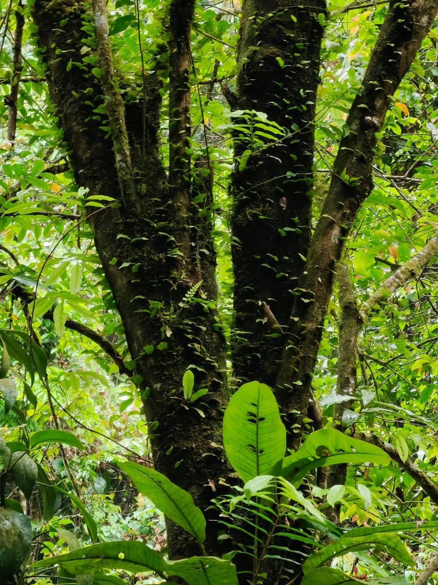 Asim Paris Guesthouse & Jungle Trekking Bukit Lawang Exteriör bild