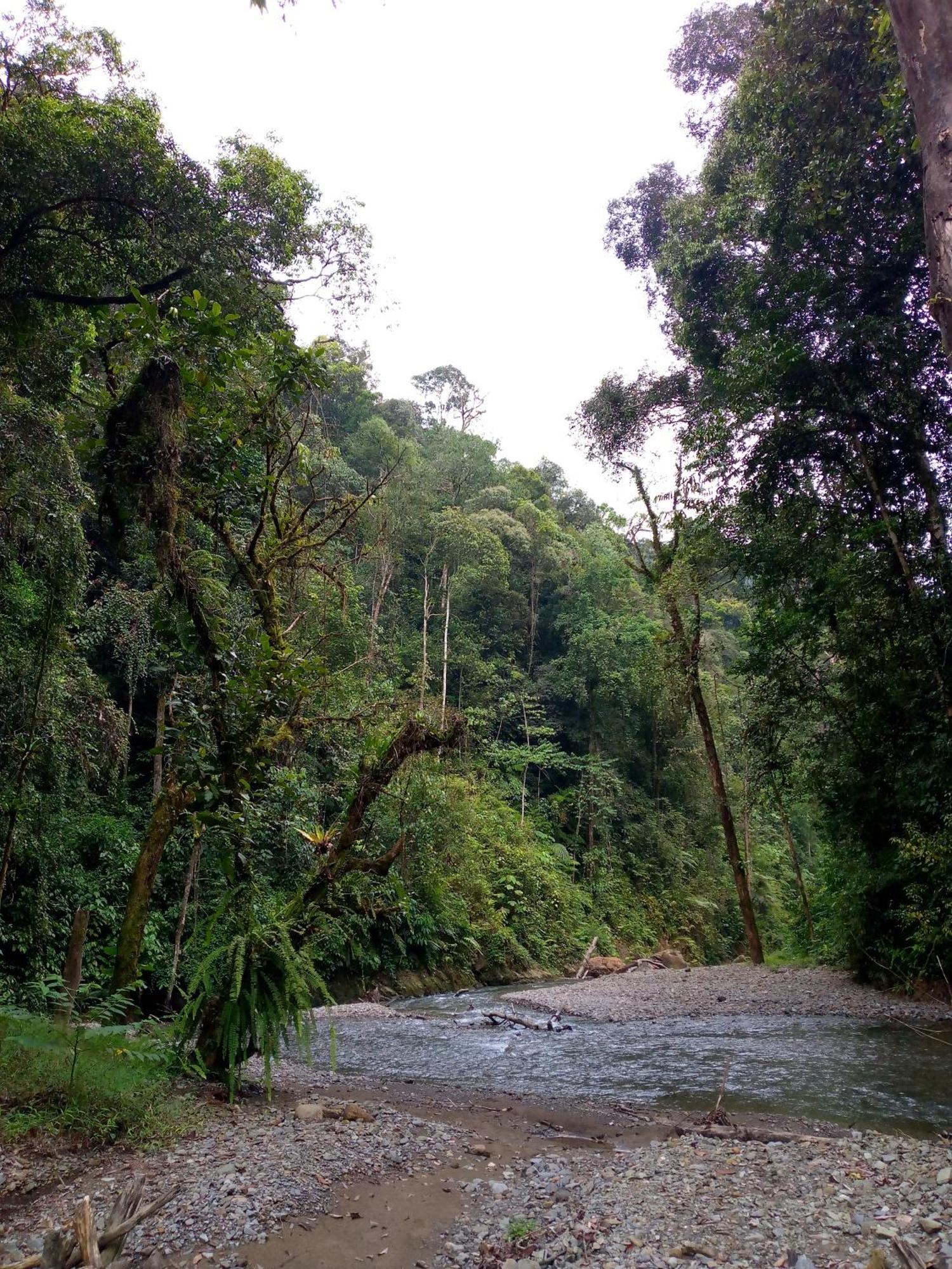 Asim Paris Guesthouse & Jungle Trekking Bukit Lawang Exteriör bild