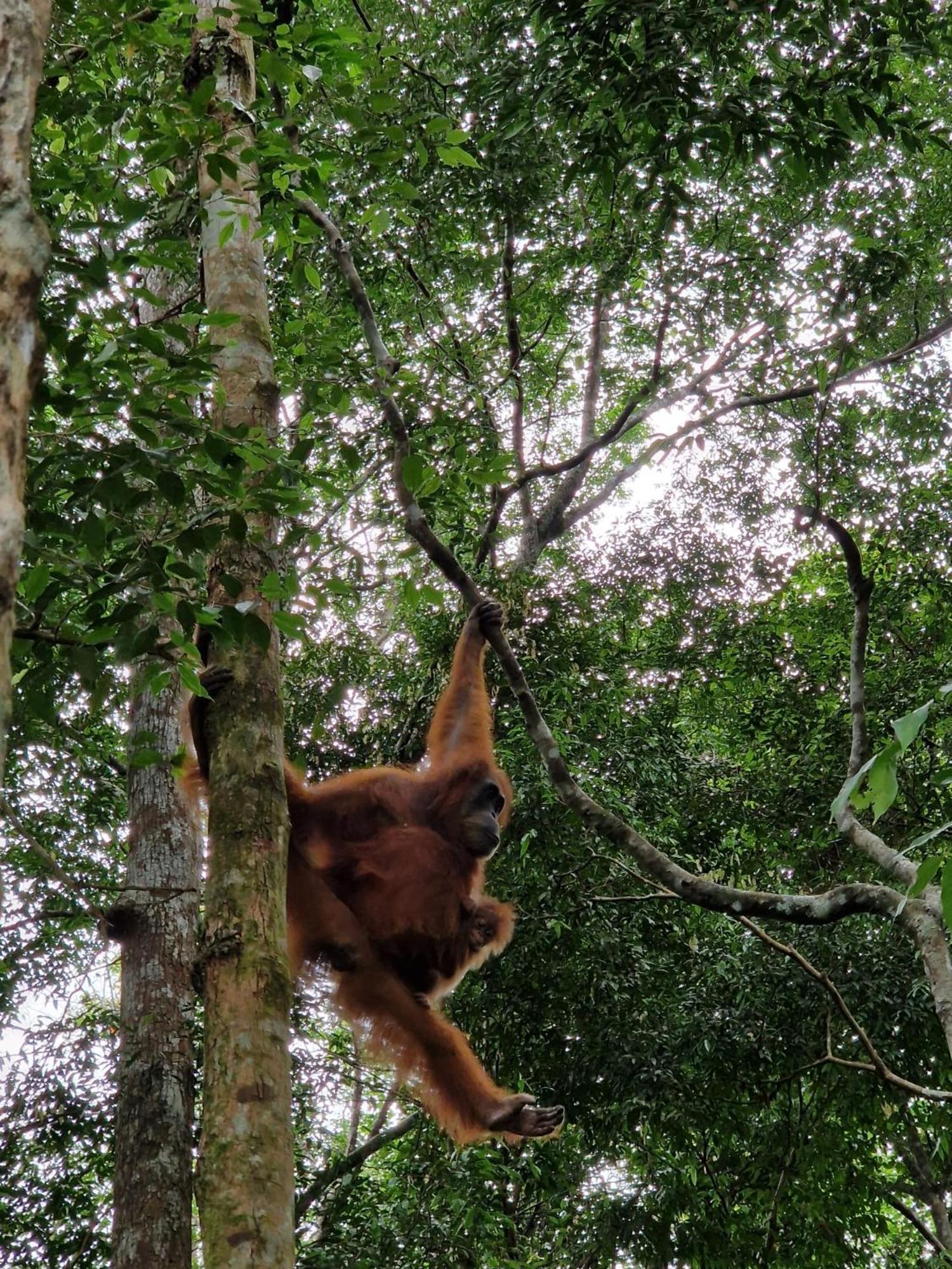 Asim Paris Guesthouse & Jungle Trekking Bukit Lawang Exteriör bild