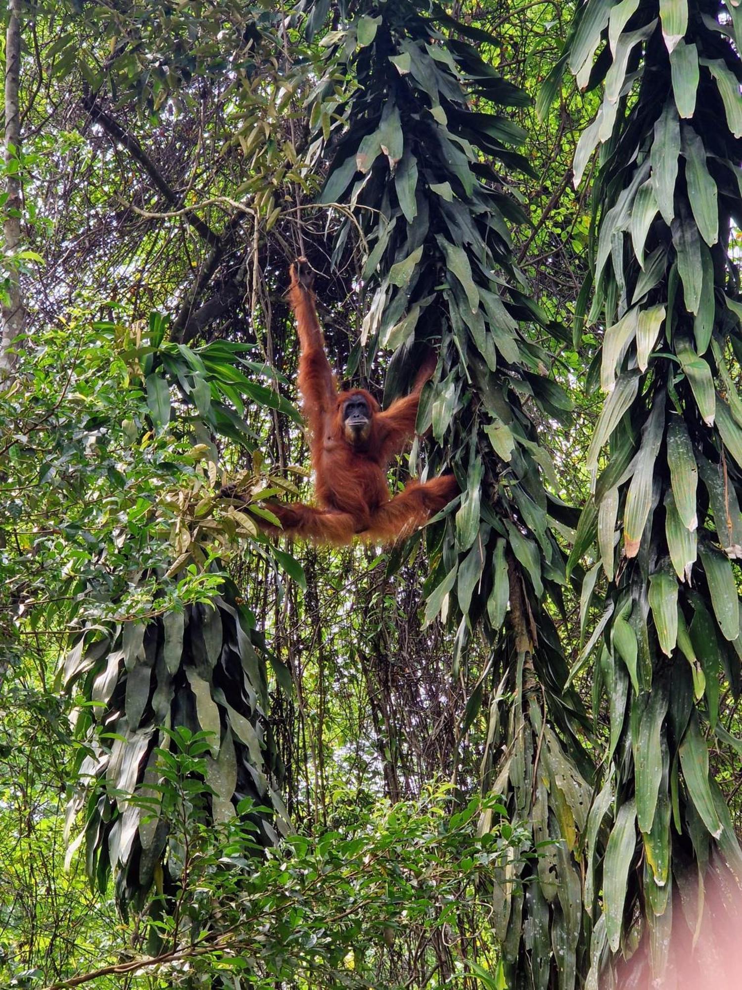 Asim Paris Guesthouse & Jungle Trekking Bukit Lawang Exteriör bild